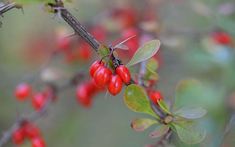 Plante berbérine