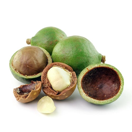 Calophylle