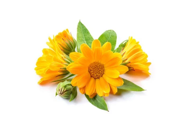 Fleurs de Calendula