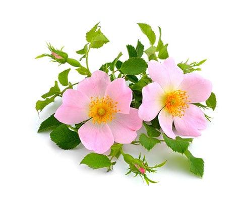 Rose musquée